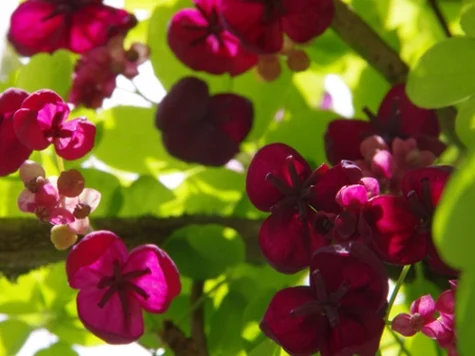 Akebia quinata s-pot replantat - imagine 1