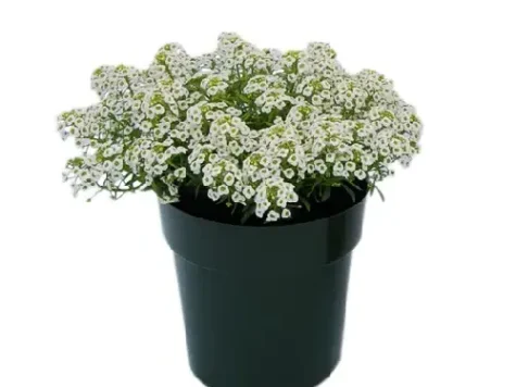 Alissum p9 - imagine 1