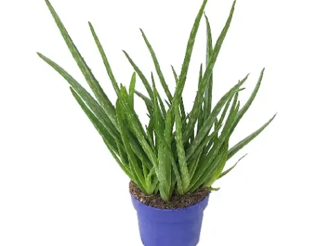 Aloe p21 gr - imagine 1