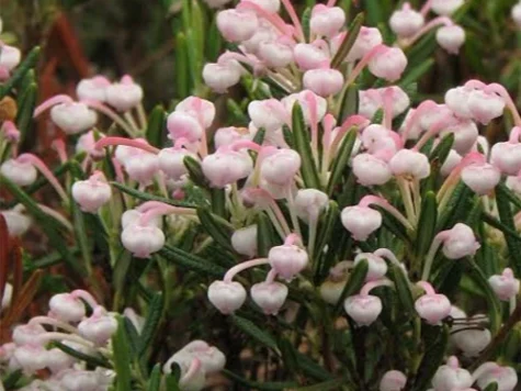 Andromeda polifolia compacta p15 ol - imagine 1