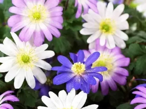 Anemone Blanda d12 lp - imagine 1