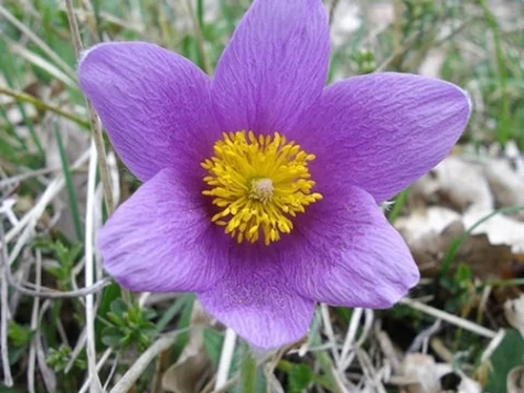 Anemone pulsatilla in cultivars mix * - imagine 1