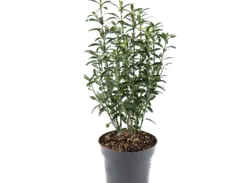 Arbuști floriferi mix 60-120 cm - imagine 1