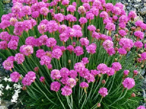 Armeria maritima d12 lp - imagine 1