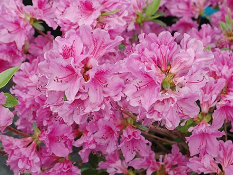 Azalea japonica rododendron luzi ol pp replantat - imagine 1