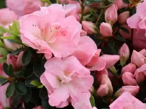 Azalee rare wonder p23 gr - imagine 1