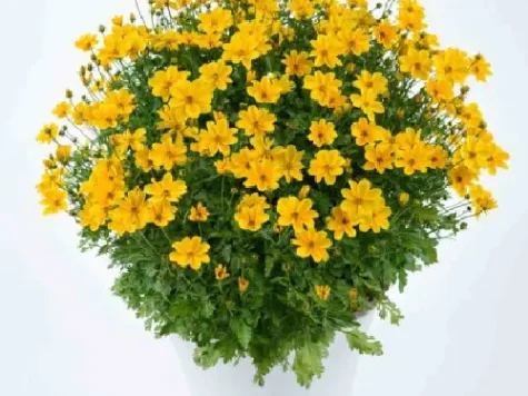 Bidens p 12 - imagine 1