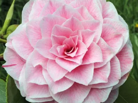 Camelia bonomiana ol replantat * - imagine 1