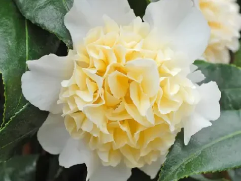 Camelia brushfields yellow ol replantat - imagine 1