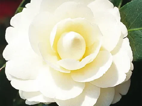Camelia dahlonega ol replantat - imagine 1