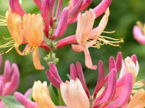 Caprifoi - Lonicera Copper Beauty s-pot - imagine 1