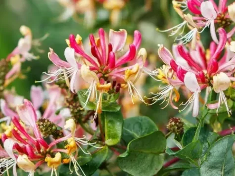 Caprifoi - Lonicera henryi s-pot - imagine 1