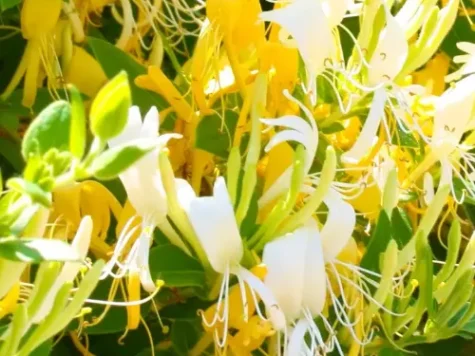 Caprifoi - Lonicera Japonica Hall's prolific s-pot replantat - imagine 1