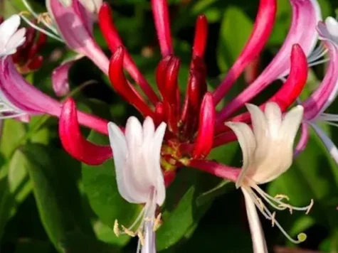 Caprifoi - Lonicera Japonica Red World s-pot - imagine 1