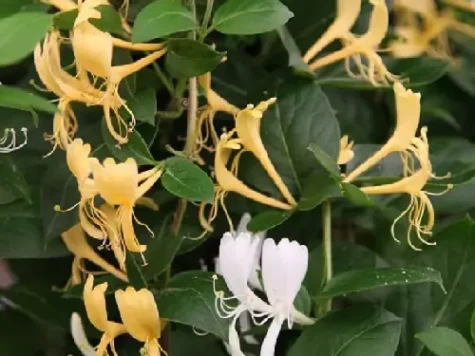 Caprifoi - Lonicera Caprifolium s-pot - imagine 1