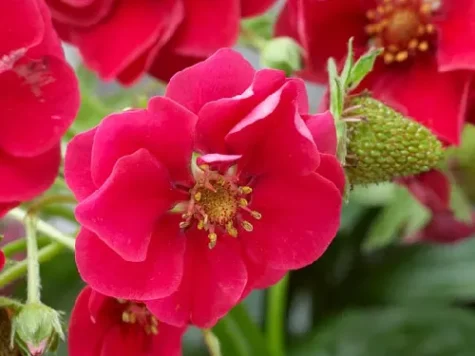 Căpșună - strawberry red flower p19 gr - imagine 1