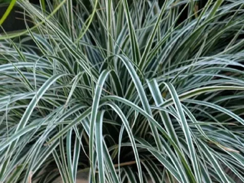 Carex everest p28 - imagine 1