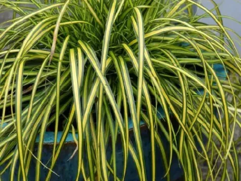 Carex eversheen p 11 ol - imagine 1