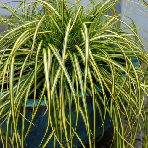 Carex eversheen