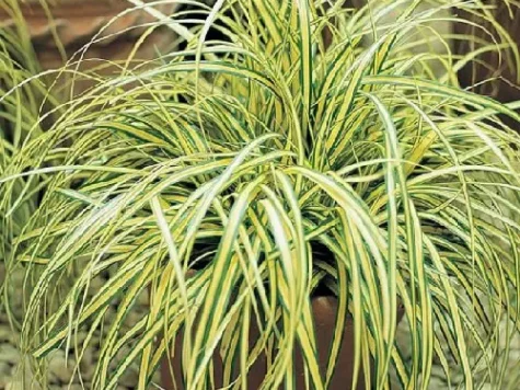 Carex oshimensis p28 - imagine 1