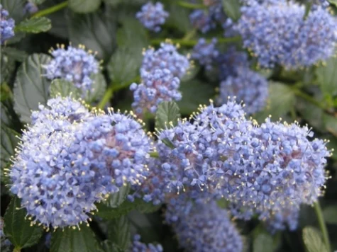Ceanothus thyrsiflorus repens s-pot replantat - imagine 1