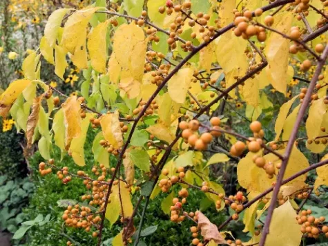 Celastrus orbicularis hermaphroditus replantat - imagine 1