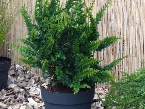 Chamaecyparis Obtusa 'Teddy bear' P26 40-50 Cm - imagine 1