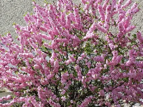 Cireș japonez - Prunus Triloba Burgundy 120 cm stem ol replantat * - imagine 1