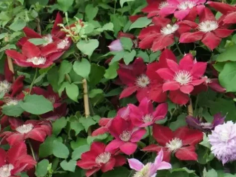 Clematis ernest markham s-pot 70 cm 4 st ol - imagine 1