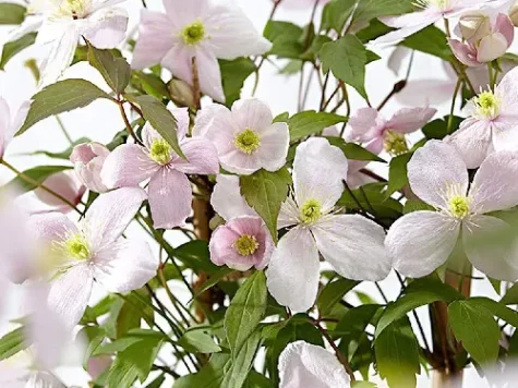Clematis montana in cultivars replantat - imagine 1