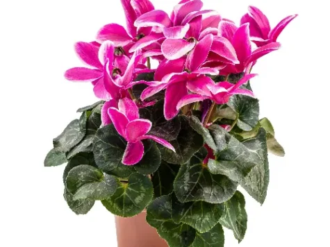 Cyclamen ghiveci mediu gds - imagine 1