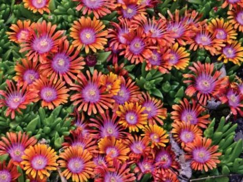 Delosperma fire spinner d15 lp - imagine 1