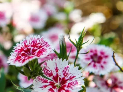 Dianthus P 19CM GR - imagine 1