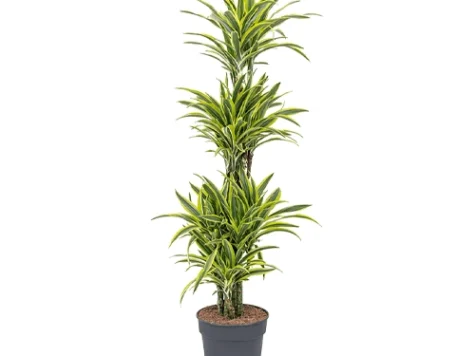 Dracena dremensis special edition gr - imagine 1