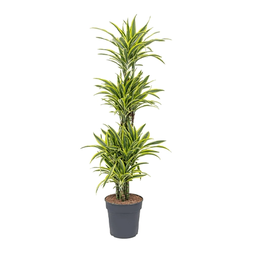 Dracena dremensis special edition gr