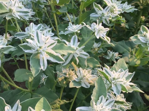 Eforbia gr - imagine 1