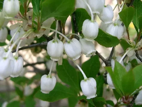 Enkianthus perulatus 100-120 ball c100 ol replantat * - imagine 1