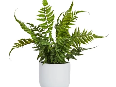 Feriga mix ol replantat * - imagine 1