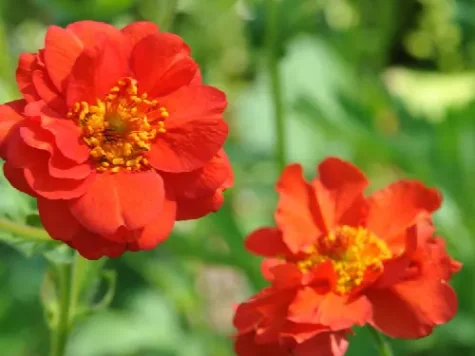 Geum mrs. j. bradshaw lp replantat - imagine 1