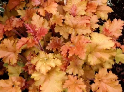 Heuchera amber waves d12 lp - imagine 1