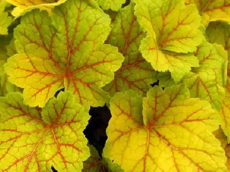 Heuchera electra d12 lp - imagine 1