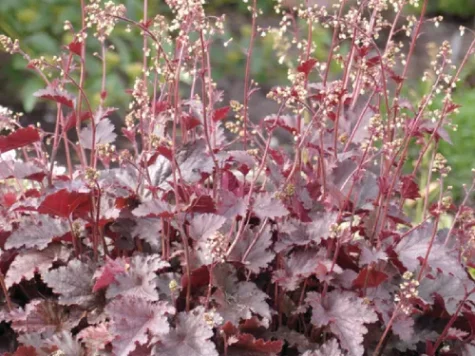 Heuchera melting fire d12 lp - imagine 1
