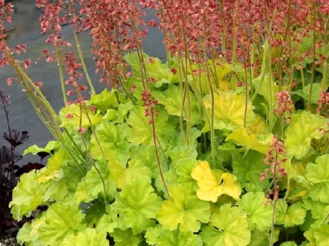 Heuchera northen exposure lime d12 lp - imagine 1