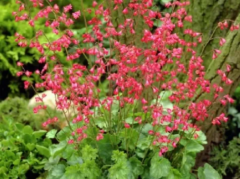 Heuchera sanguinea d15 lp - imagine 1