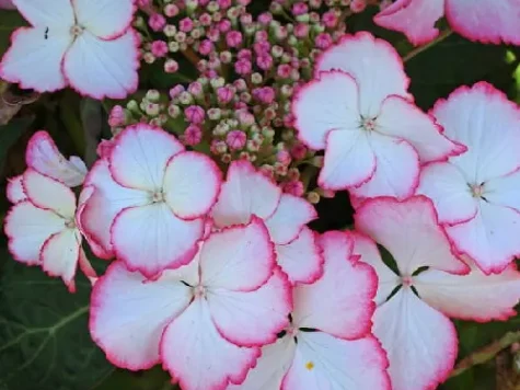 Hydrangea asp. macrophylla ol 125-150 cm replantat - imagine 1