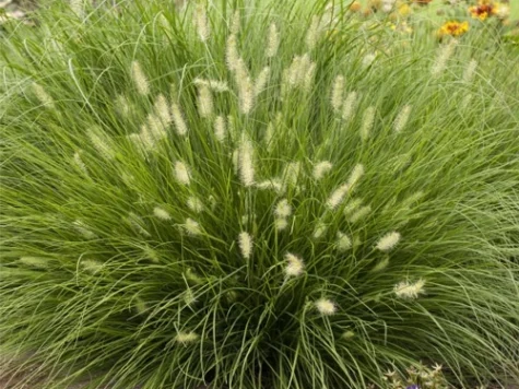 Iarba ornamentala grasses in cultivars p28 - imagine 1