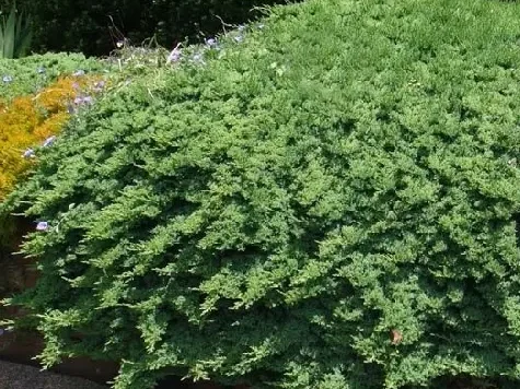 Juniperus Procumbens 'Nana' P17 20-25 Cm