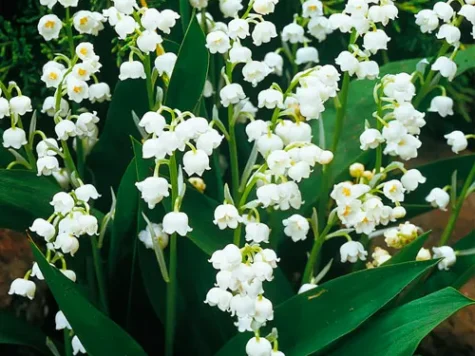 Lăcrămioare - Convallaria lp replantat - imagine 1