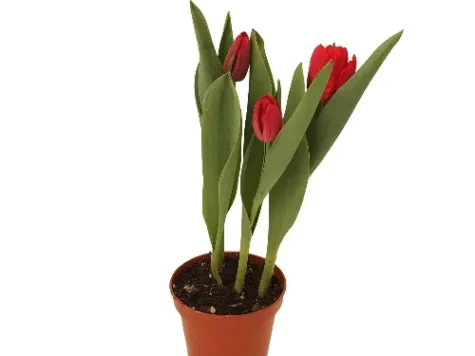 Lalea ghiveci, az - imagine 1