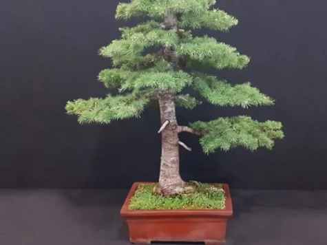 Larix kaempferi bonsai c90 ol - imagine 1